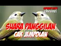 SUARA PANGGILAN CAK JEMPOL sangat ampuh untuk memancing cak jempol bahan agar cepat gacor