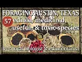 Foraging Walk in Austin TX 57 species