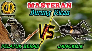 Download PELATUK BERAS VS JANGKRIK MP3