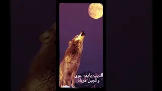 سامري حائل الذيب يا يمه عوى عجبتني قصيده بنت شمريه تشكي ل امها 