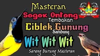 Download Masteran Sogok Ontong Bahan Tembakan Ciblek Gunung Sambung Wit Wit Wit MP3