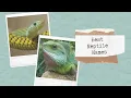 28 Best Reptile Names - Snake Lizard Iguana And Many Others