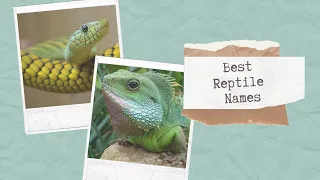 28 Best Reptile Names - Snake Lizard Iguana And Many Others