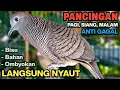 Perkutut Lokal Gacor Suara Besar Pancingan Burung Perkutut Agar Cepat Bunyi.