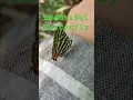 Download Lagu beautiful butterfly #cover #music #guitar #viralvideo