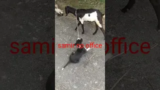 Posa Dog And Posa Chigal Samir Np Office Subscribe Viral Shorts Video 