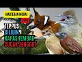 Download Lagu Masteran Tembakan Kasar Cucak Jenggot, Teppus, Kapas Tembak, Cililin