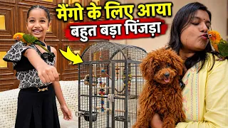मैंगो 🦜कि लिए आया बहुत बड़ा पिंजड़ा। 