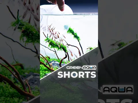 How our 𝑾𝒊𝒏𝒅-𝒃𝒍𝒐𝒘𝒏 aquascape was made🌬️🍃
