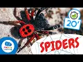 Download Lagu SPIDERS🕷️ | Animals for Kids | Fun and Educational Spider Facts for kids