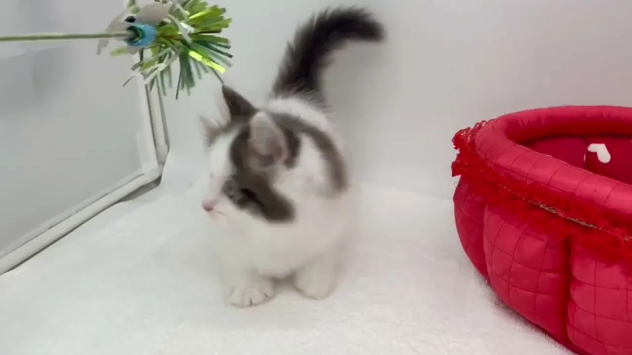 動画