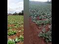 Cabbage crop from seedling to harvesting average weight of 6kgs