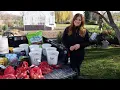 Planting Spring Blooming Bulbs in Containers Garden Answer