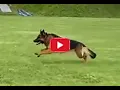 Male German Shepherd from Germany Jambo Team Gigelsfelsen IGP3 Protection Training