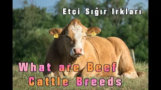 what are beef cattle breeds farming livestock agriculture