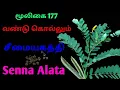 Download Lagu சீமையகத்தி|Cheemai agathi|vandukolli plant|senna alata|Alasal