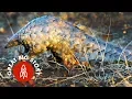 Download Protecting Pangolins From Poachers in South Africa mp4 3gp mp3 videos - waplic