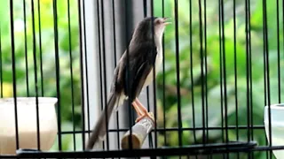 ciblek sawah gacor full ngebren ak47 ciblek sawah bisu pasti nyaut