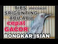 Download Lagu CARA MERAWAT BURUNG SRIGUNTING ABU-ABU AGAR CEPAT GACOR