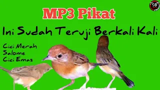 Download Suara Pikat Burung Cici Merah |Mix SG Pulot MP3