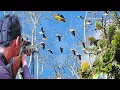 Download Lagu BERBURU BURUNG PUNAI MASIH SANGAT MELIMPAH SAAT TIDUR DI POHON RIMBUN