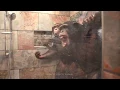 Download Lagu Chimpanzees Taking a Shower - Myrtle Beach Safari