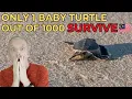 Download Lagu The Heartbreaking Truth About Baby Sea Turtles | Malaysia 🇲🇾
