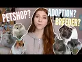 The BEST place to get a hamster