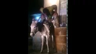 لن تصدق ماذا فعل هذا الرجل بالحمار 