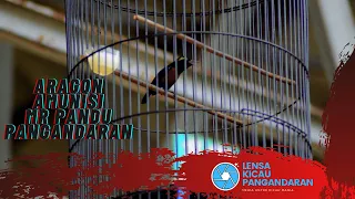 Download ARAGON KOLIBRI NINJA AMUNISI MR PANDU KNI PANGANDARAN MP3