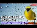 Download Lagu PLECI DAKUN PACITAN FULL NEMBAKMasteran Pleci Bahan Belajar Ngalas Isian