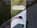 Download Lagu Woman gives forever home to injured bumblebee she found along country road 🥹❤️