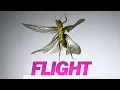 Download Lagu Insect Flight | Capturing Takeoff \u0026 Flying at 3,200 FPS