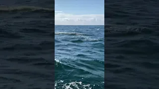 Dolphins at Sea #sailing #dolphins #secondhandsailors