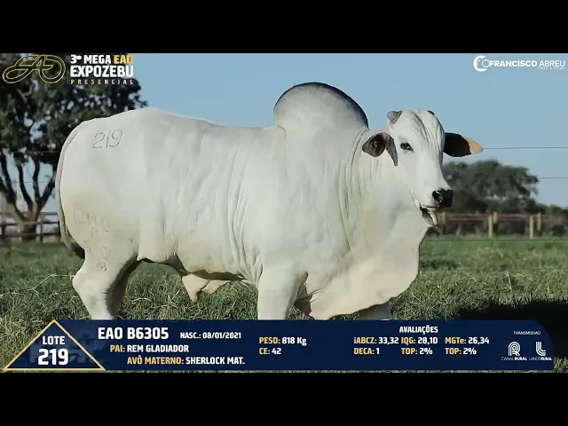 Lote 219 - Touro Nelore EAO-B6305 - 3º MEGA EVENTO EAO EXPOZEBU