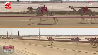 الشوط   كأس  ريماس  ل  هجن الرئاسة           مهرجان ختامي الوثبة            ايذاع دندنها