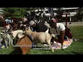 Goat yoga draws families and first-timers to downtown Dallas