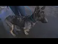 Deputy finds dog missing for months