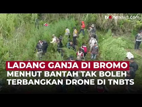 Menhut Respons Temuan Ladang Ganja di Bromo
