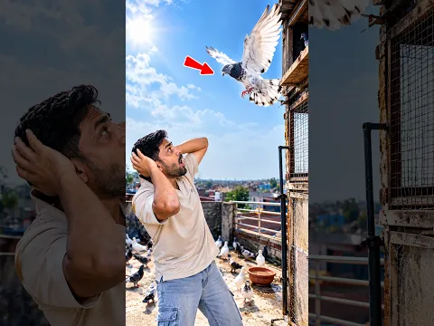 Mini Vlog 319 π± Anjaan Kalduma Kabutar Meri Loft Mein Aa Gaya! π¦