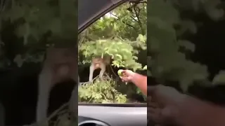 Monkey Video Shorts Shortvideo Short Monkey Fall Youtube Clips 