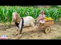 Download Lagu Lily takes Bebe to the field to help dad harvest corn and after that... | Lily's story