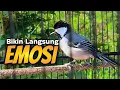 Download Lagu GELATIK BATU GACOR ‼️ BIKIN LANGSUNG EMOSI #327