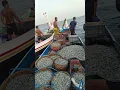 Download Lagu Hasil Bagan Apung  😱🔥🤯 Ikan teri 1 ton  #Fendi Arera #shorts #fishing