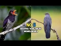 Download Lagu 5 Jenis burung kedasih dengan suara yang berbeda no 5 paling merdu