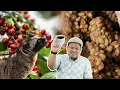Kopi Luwak Diproses daripada Najis Musang