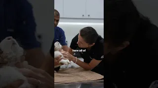 Behind the scenes with Dr Paulina Noble Veterinary Clinics - Dubai