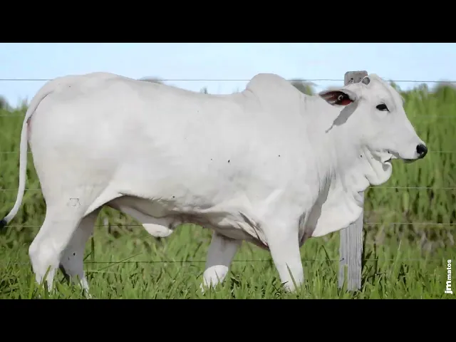 Novilha Nelore MMAR - 4347