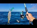Download Lagu THE BEST BAIT!?! Inshore/Offshore Fishing Montauk Mahi Mahi and False Albacore
