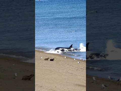 TitleLa orca cometió el peor error al cazar una foca